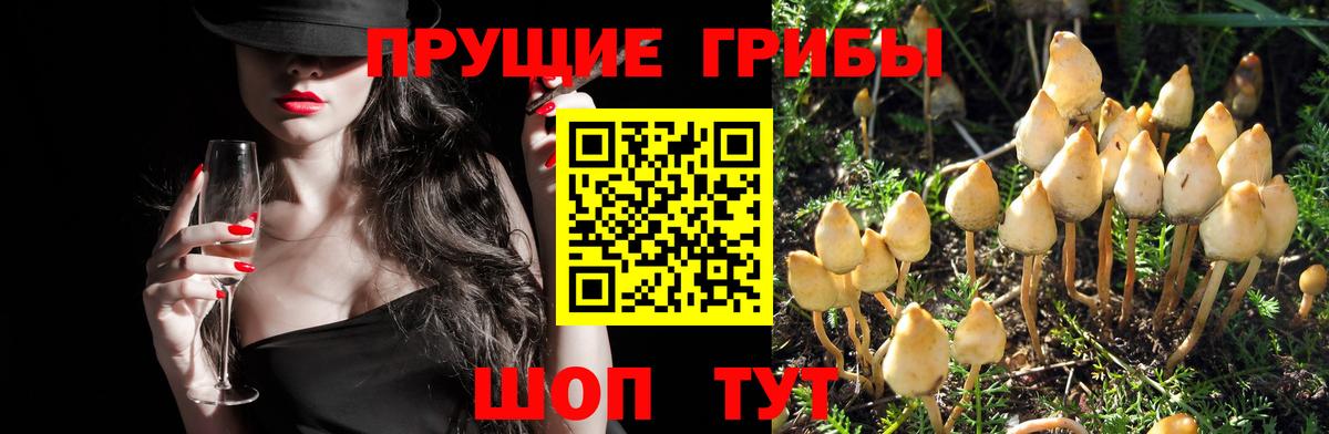 Тихорецк  Псилоцибиновые грибы Magic Shrooms  Вход с VPN 